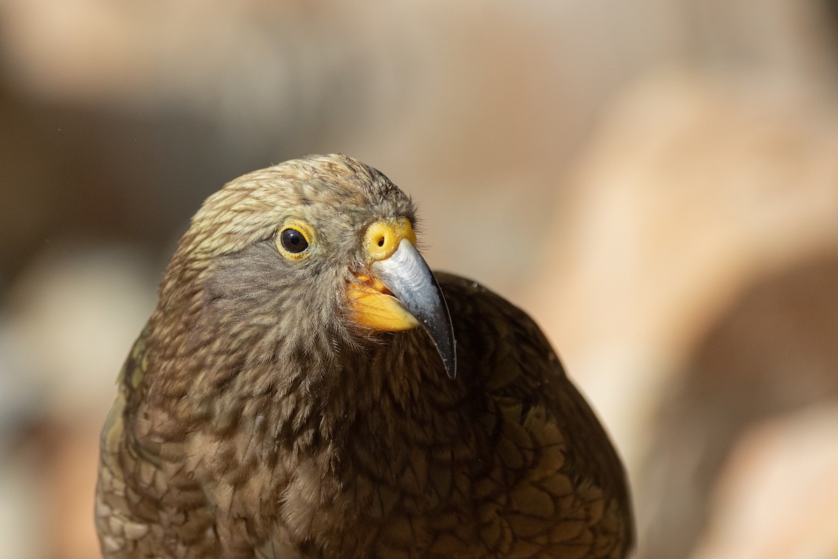 Kea - ML295148741