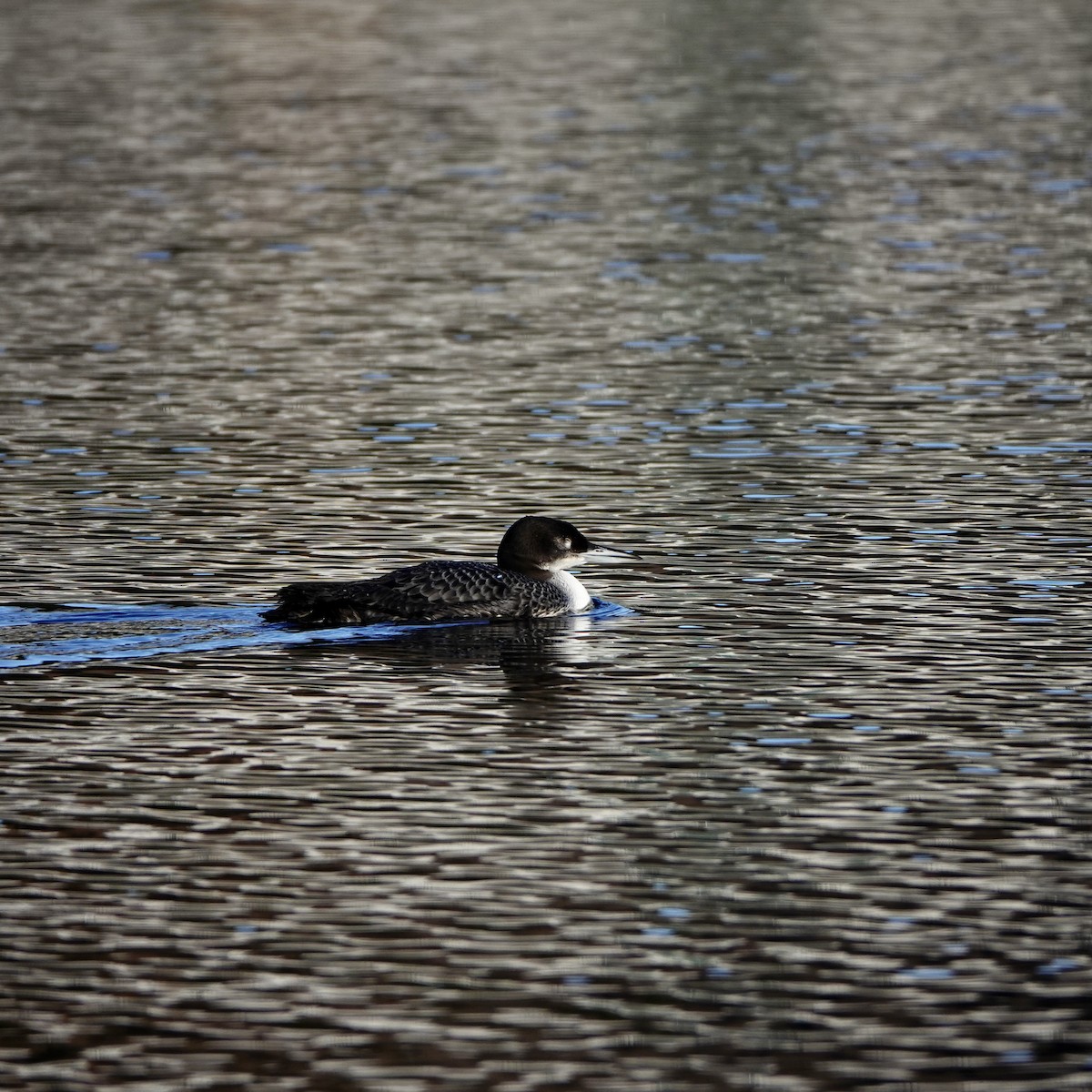 Common Loon - Jerome Gaw