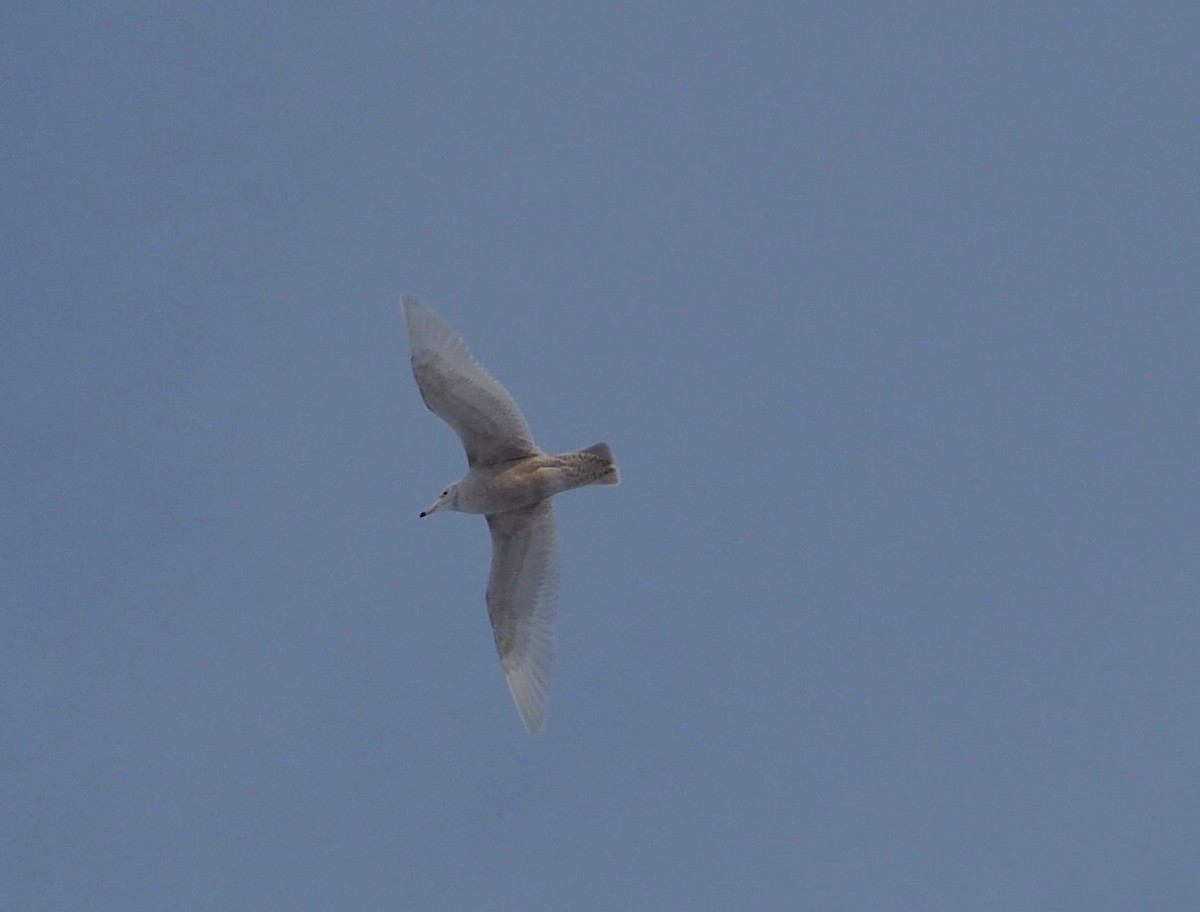 Glaucous Gull - Thierry Grandmont