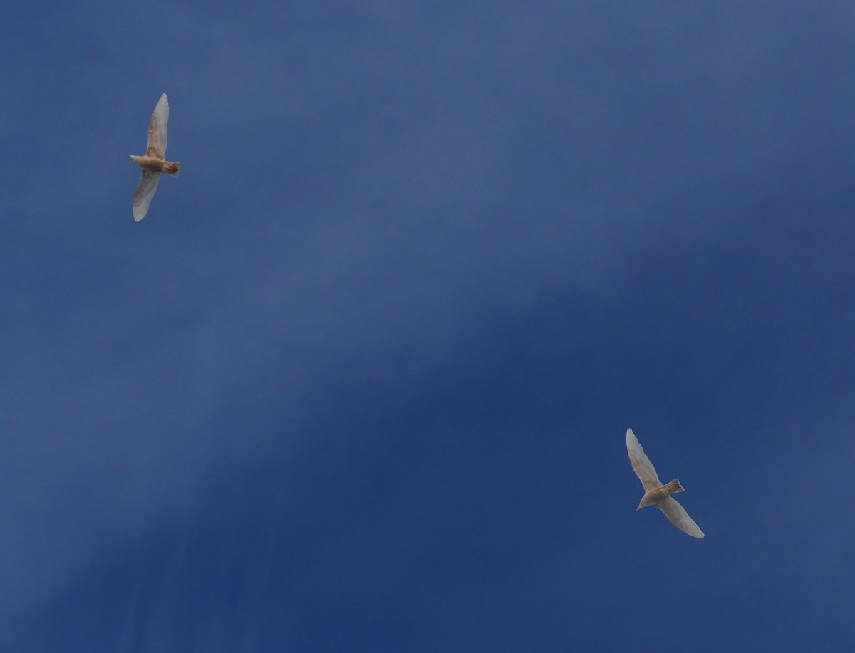 Glaucous Gull - Thierry Grandmont