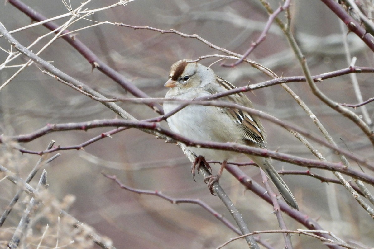 White-crowned Sparrow - ML295152841