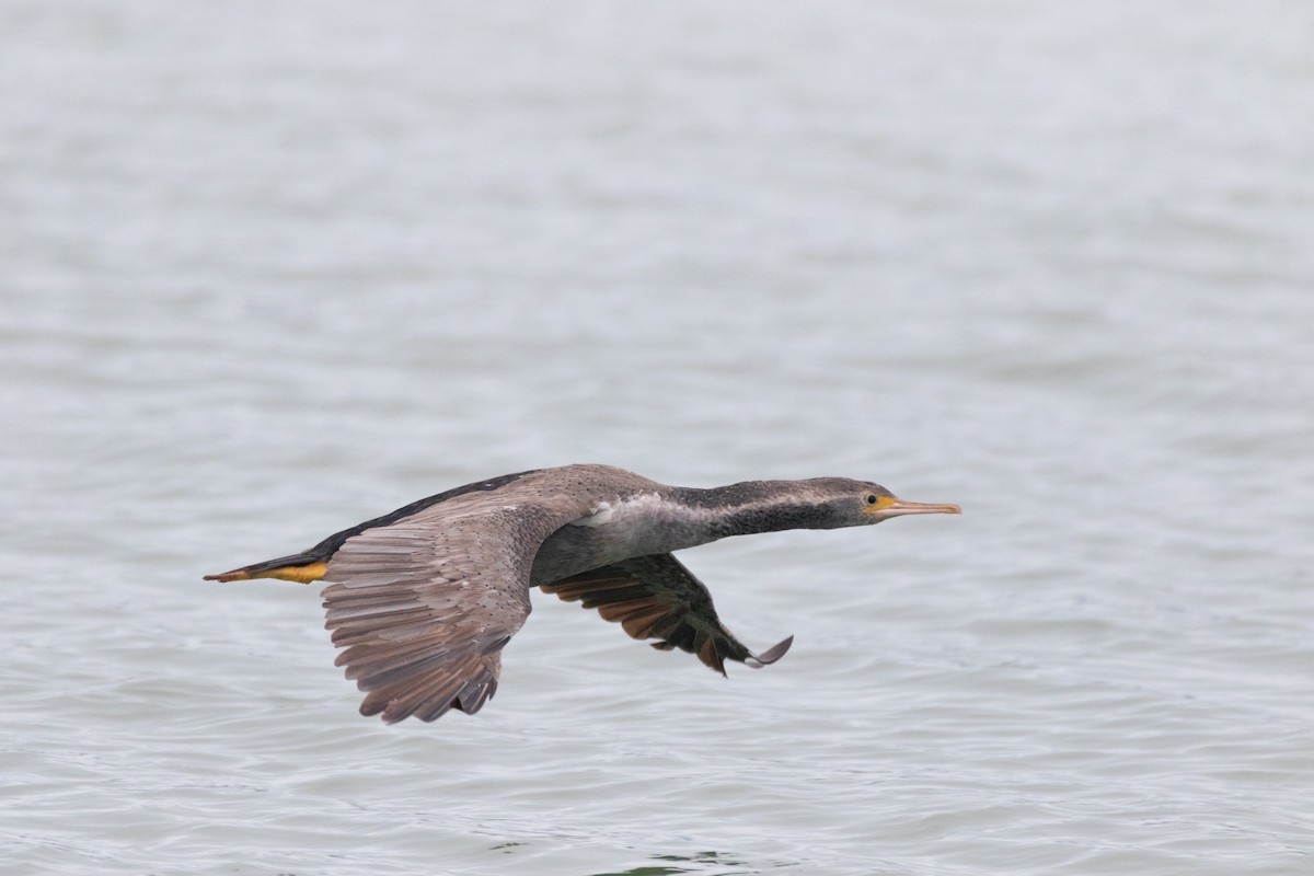 ゴマダラウ - ML295153961