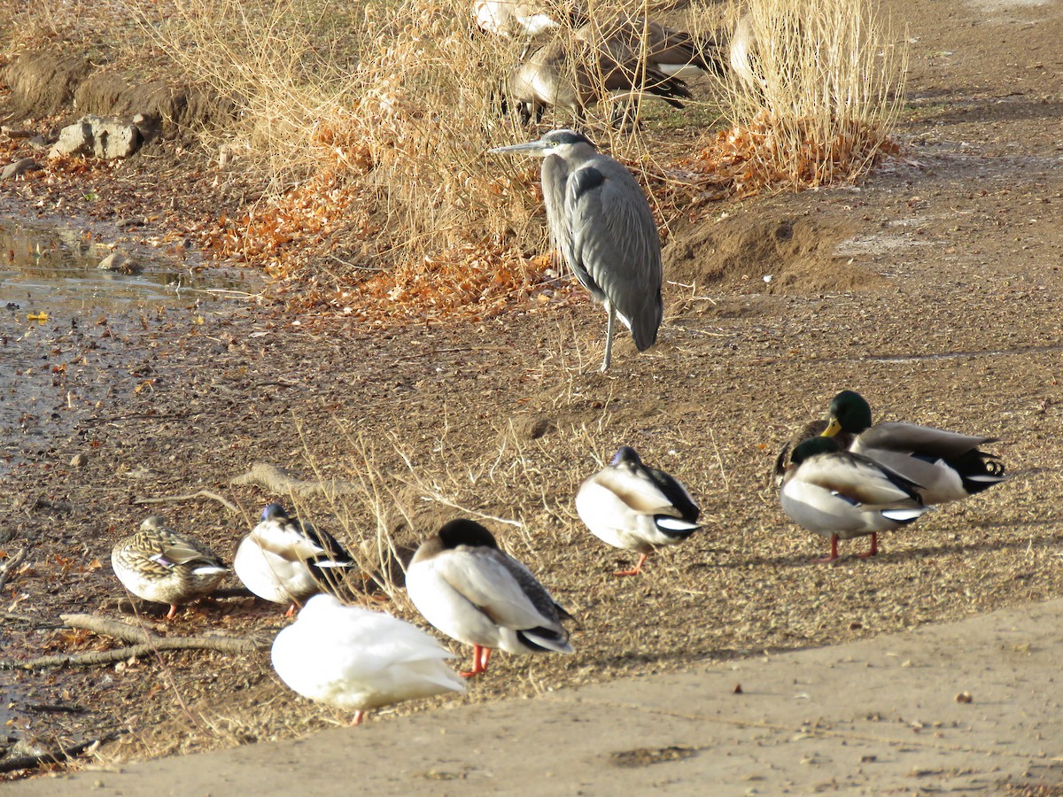 Great Blue Heron - ML295154601