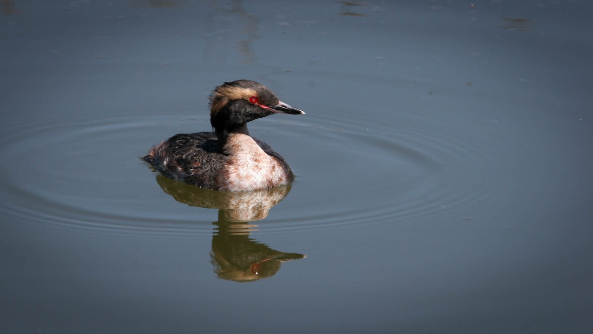 Horned Grebe - ML295154991