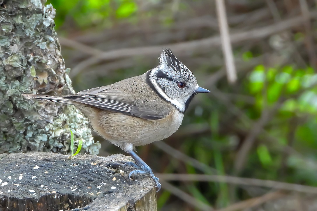 Crested Tit - Daniel Santos