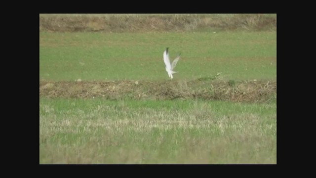 Pallid Harrier - ML295156941