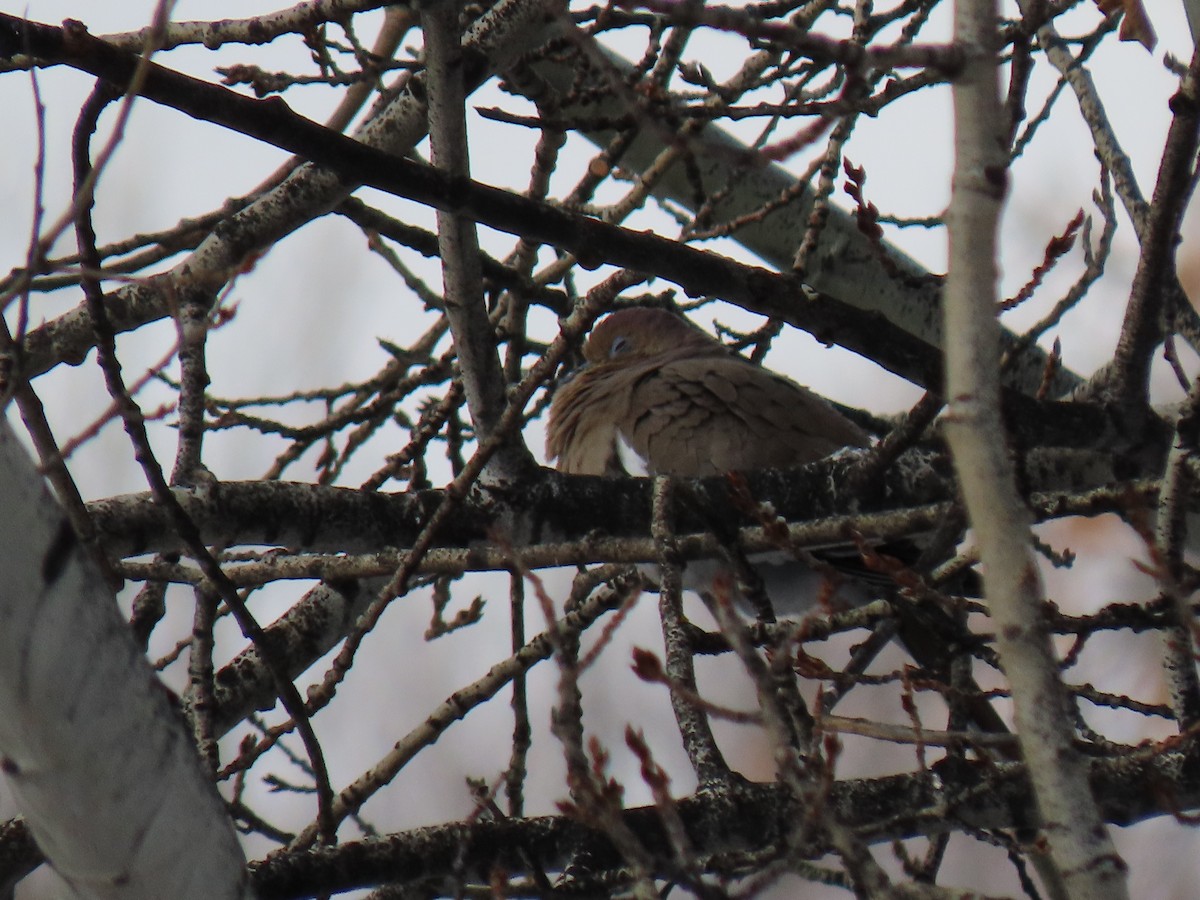 White-winged Dove - ML295157501