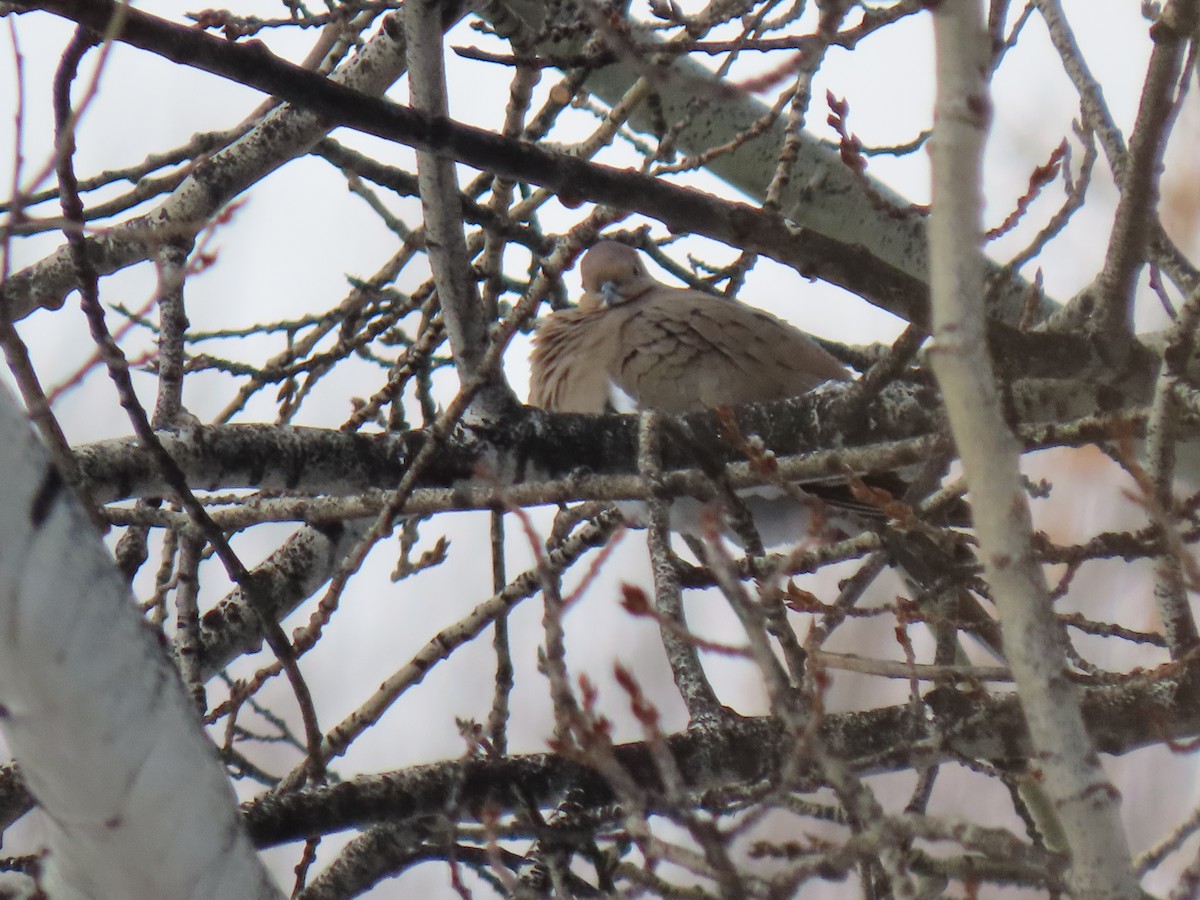 White-winged Dove - ML295157621