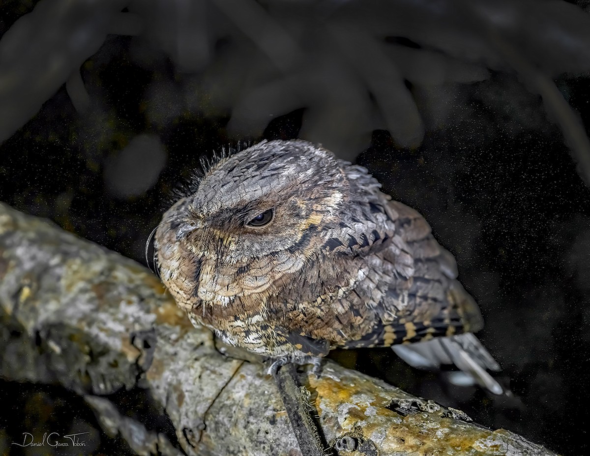 Yucatan Poorwill - ML295158831