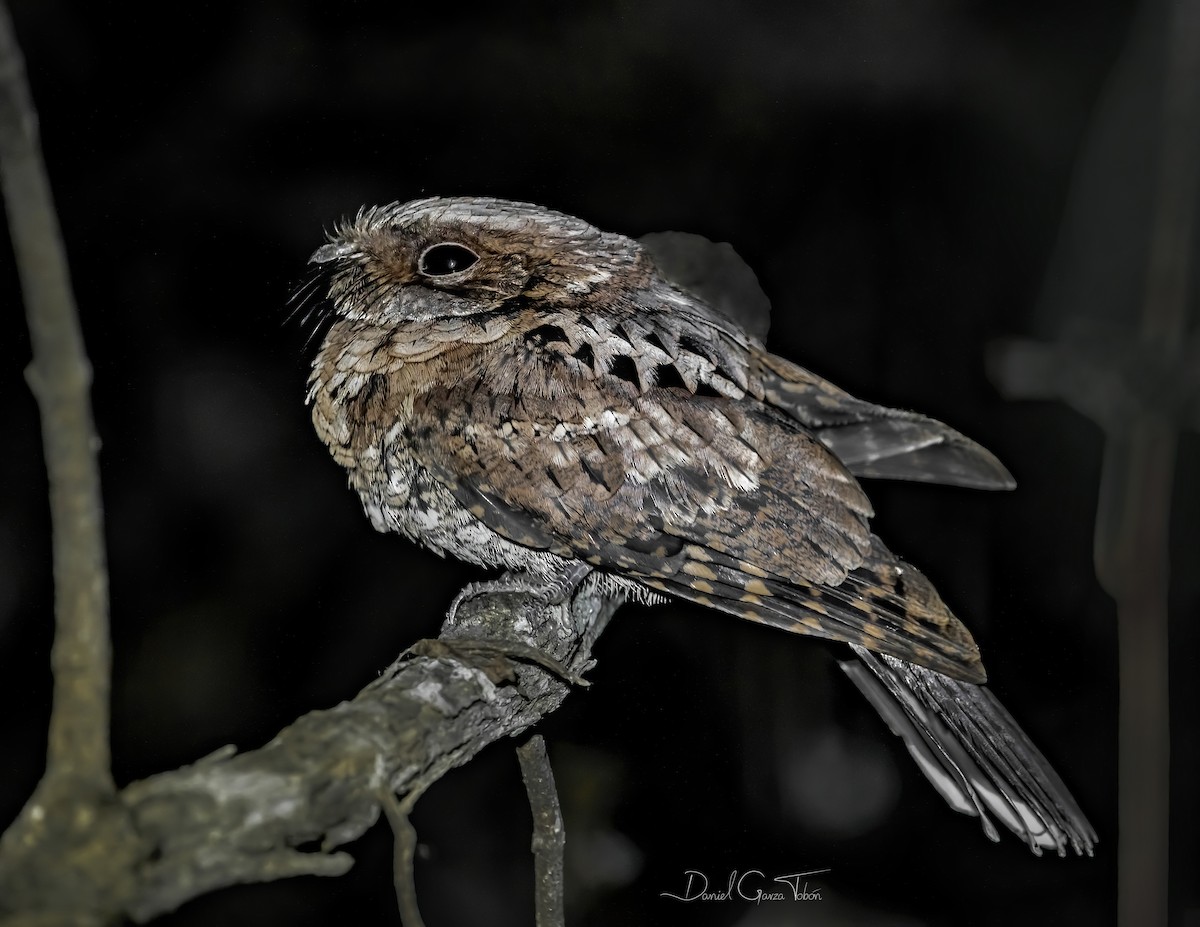 Yucatan Poorwill - ML295158841