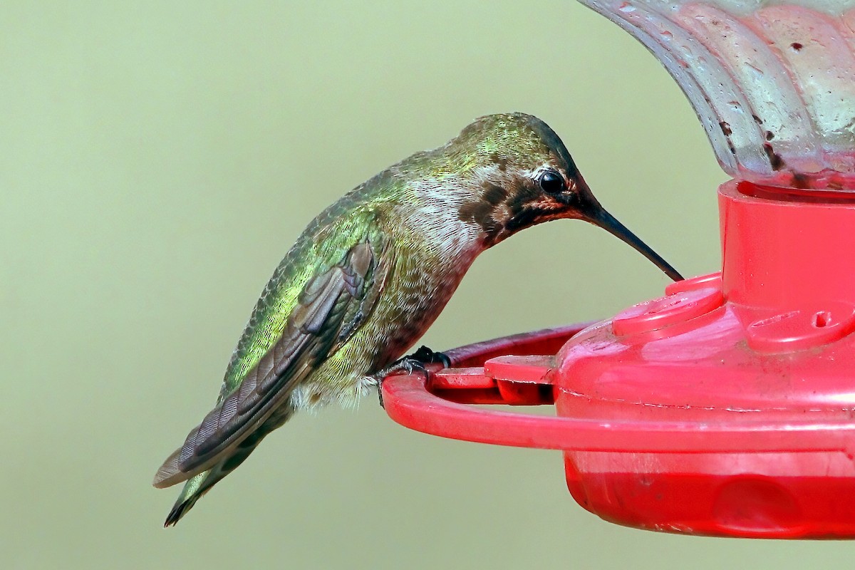 Anna's Hummingbird - Stephen Cook