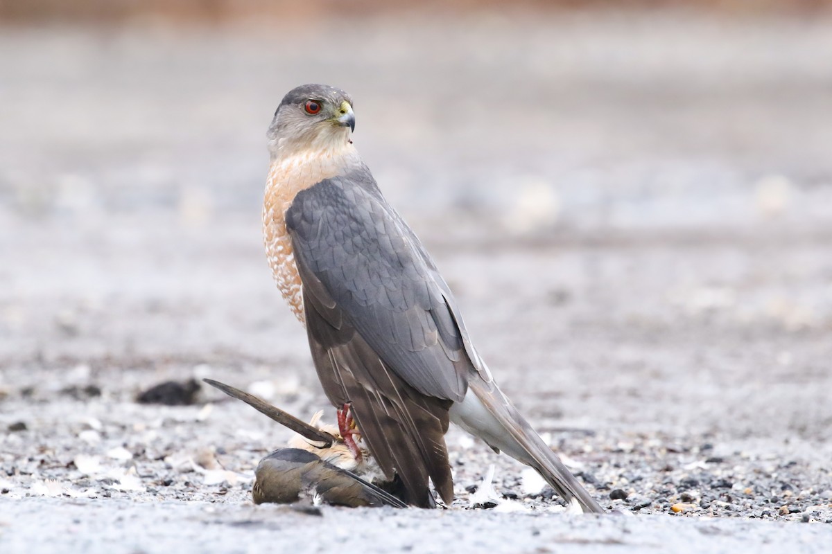 Cooper's Hawk - ML295159291