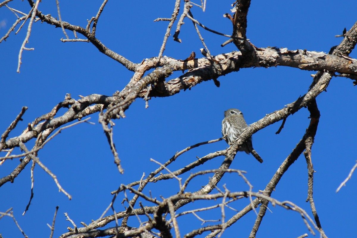 Northern Pygmy-Owl - ML295162911