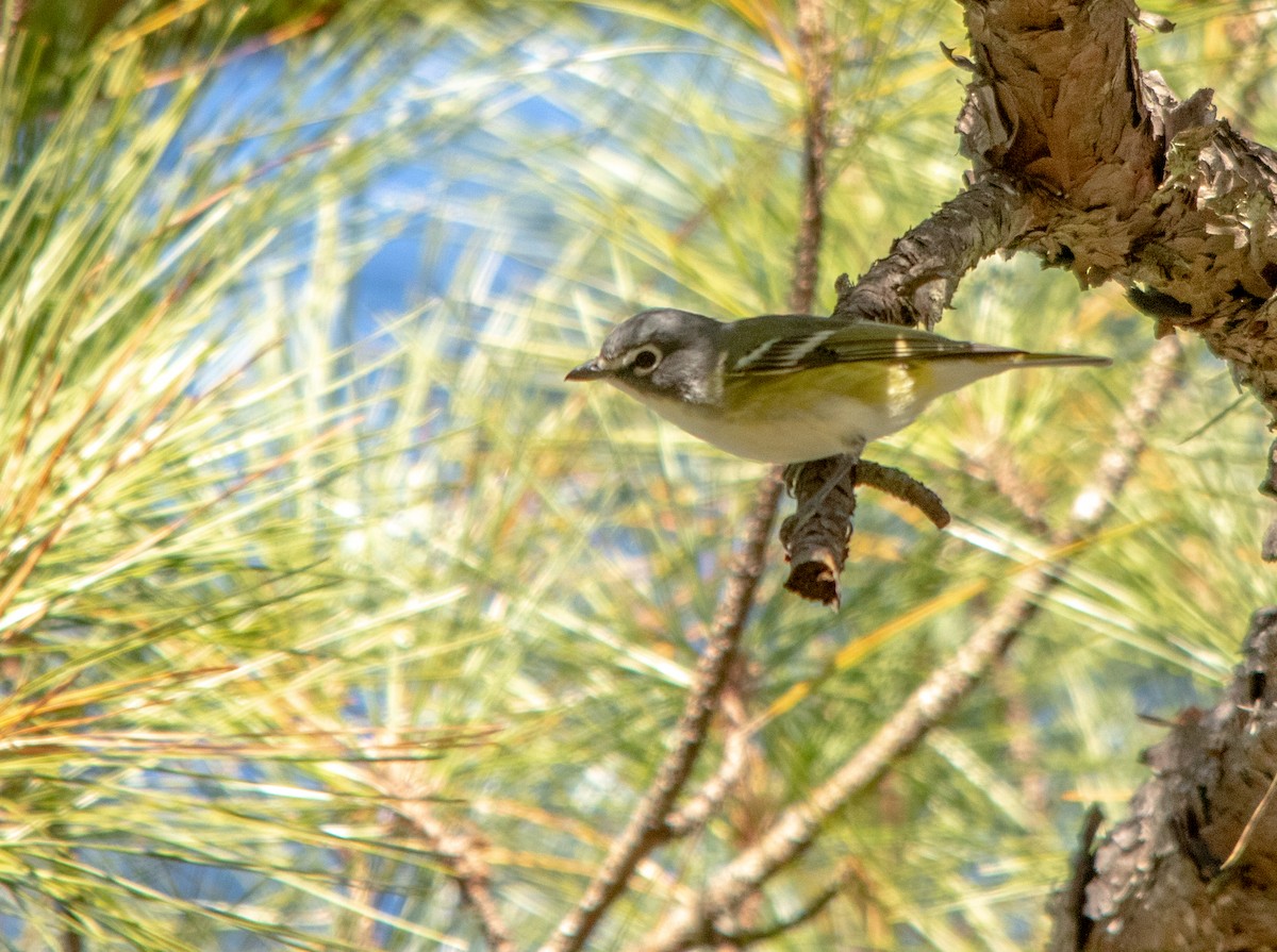 Graukopfvireo - ML295163741