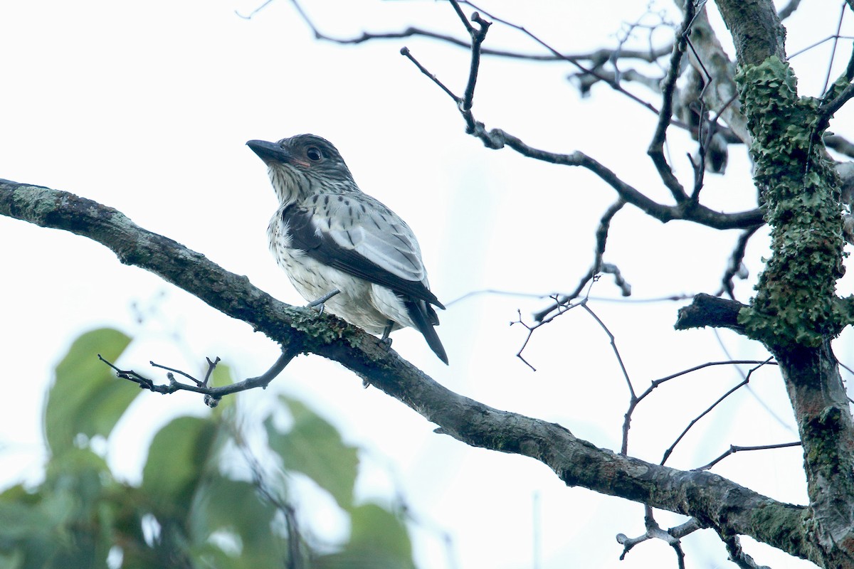 Black-tailed Tityra - ML295166911