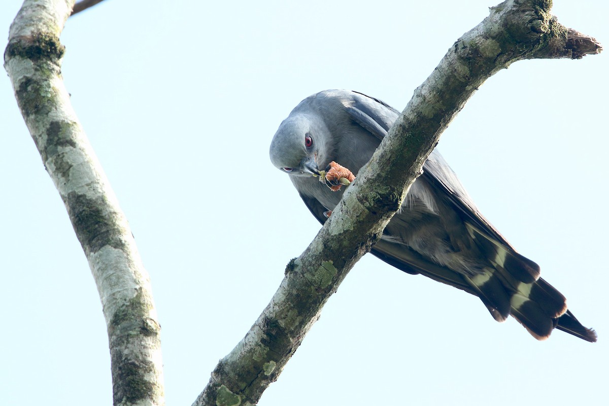 Plumbeous Kite - ML295166941