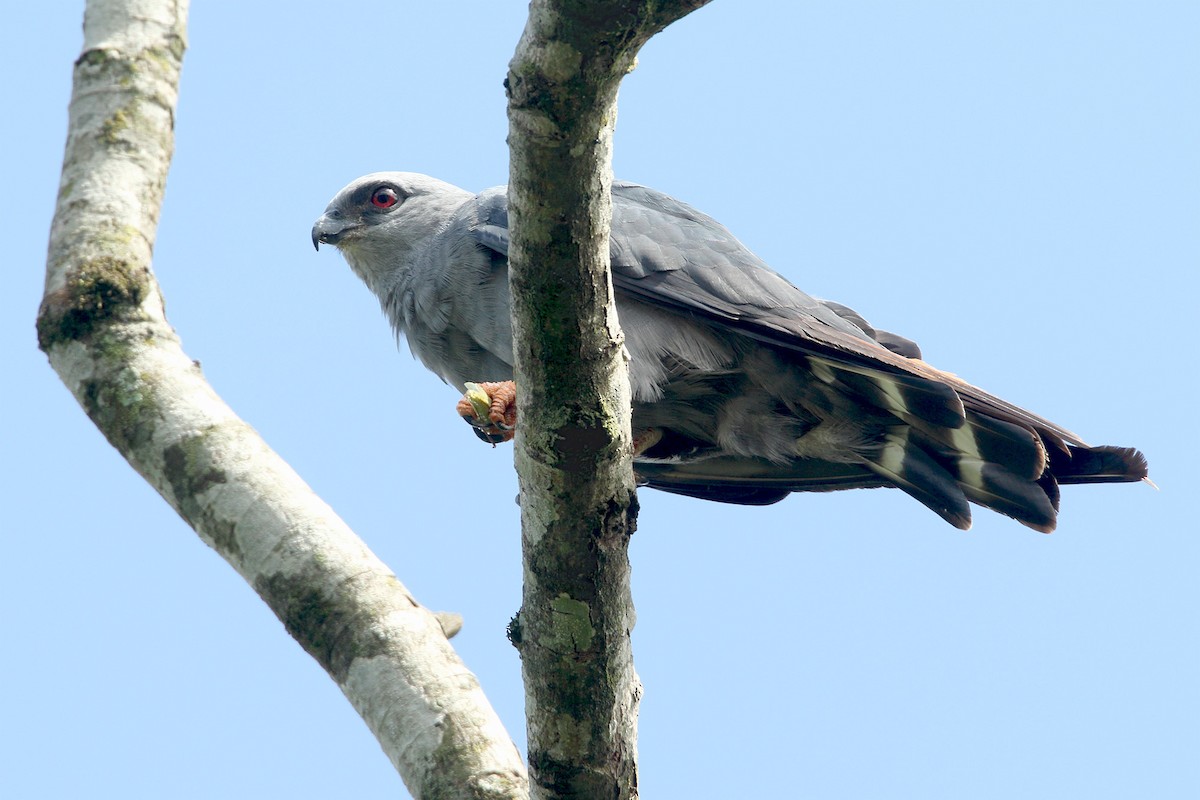 Plumbeous Kite - ML295166951