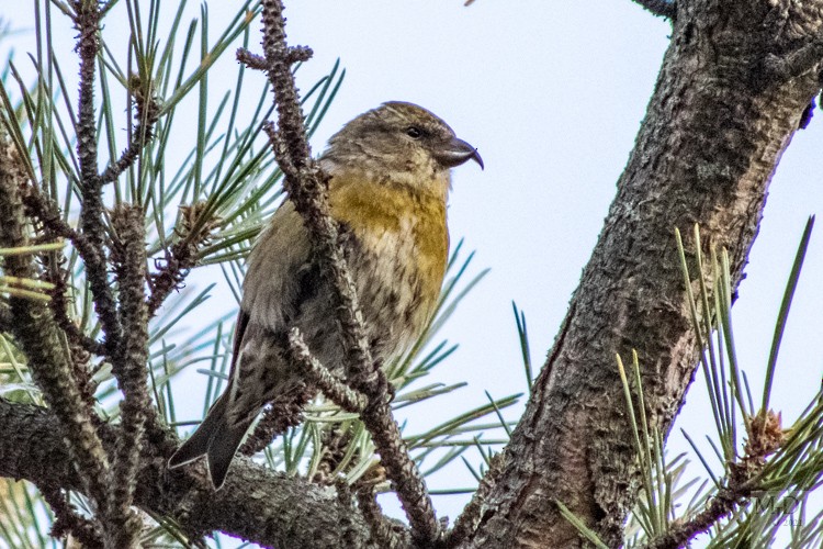 Red Crossbill - ML295168581