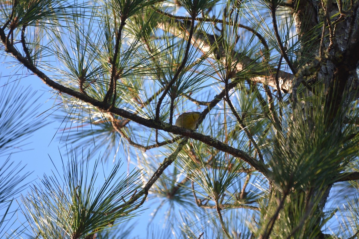 Pine Warbler - ML295169941