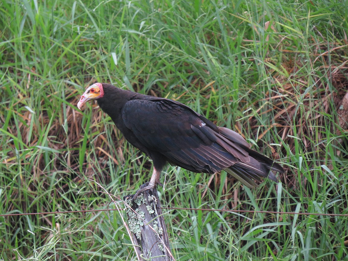Lesser Yellow-headed Vulture - ML295169981