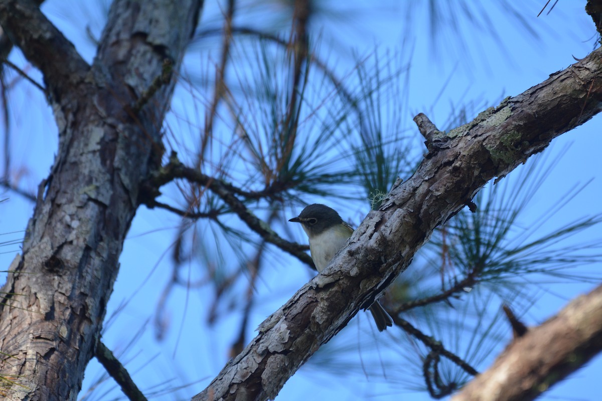 Blue-headed Vireo - ML295170151