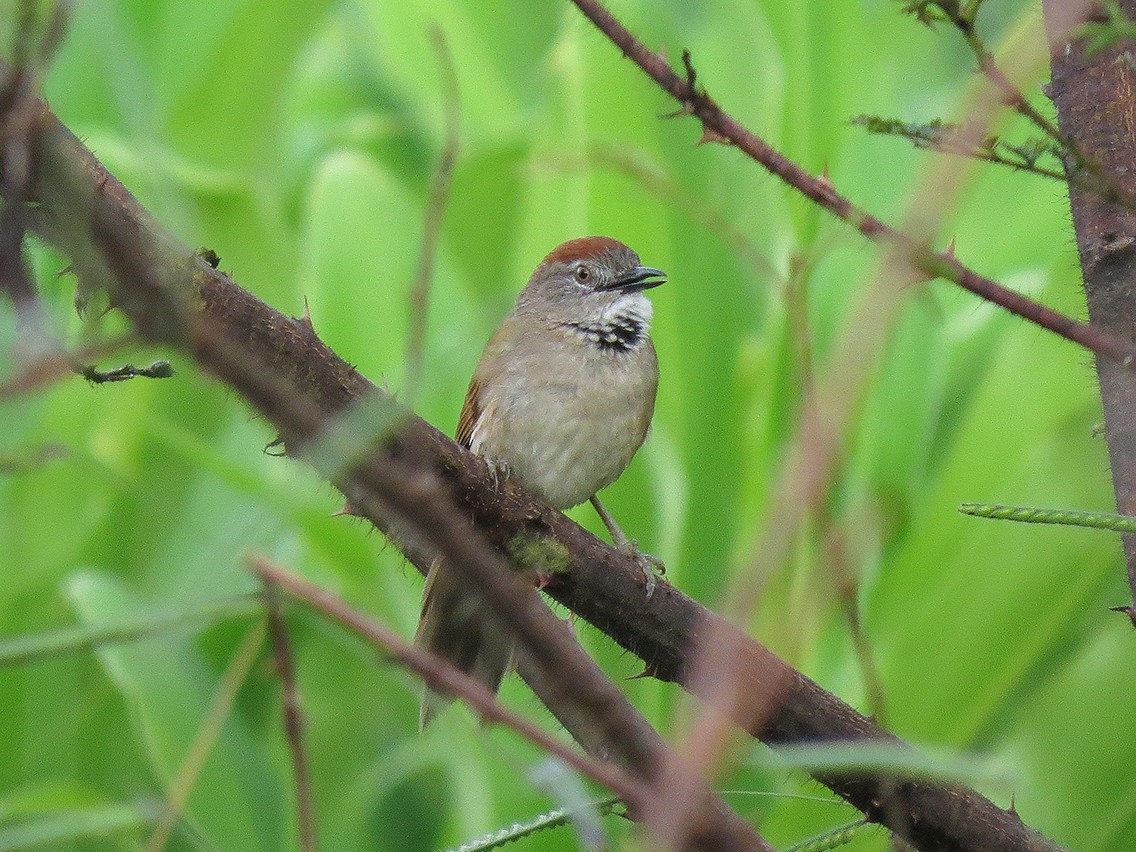 Pale-breasted Spinetail - ML295170361