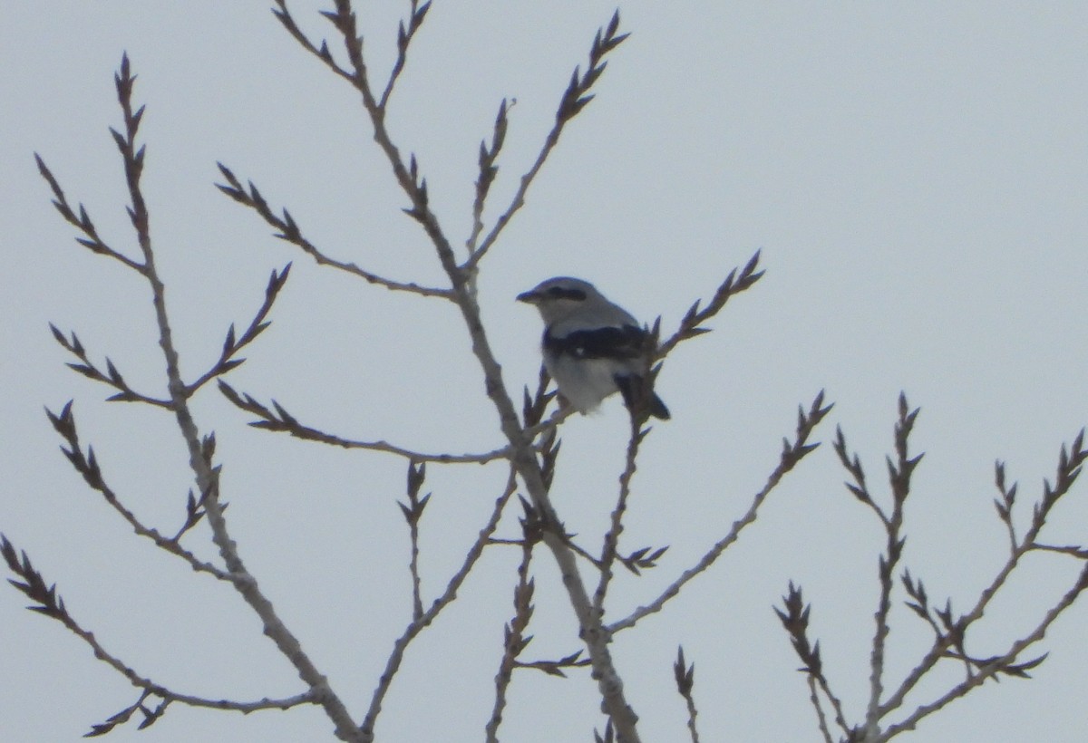 Northern Shrike - ML295170461