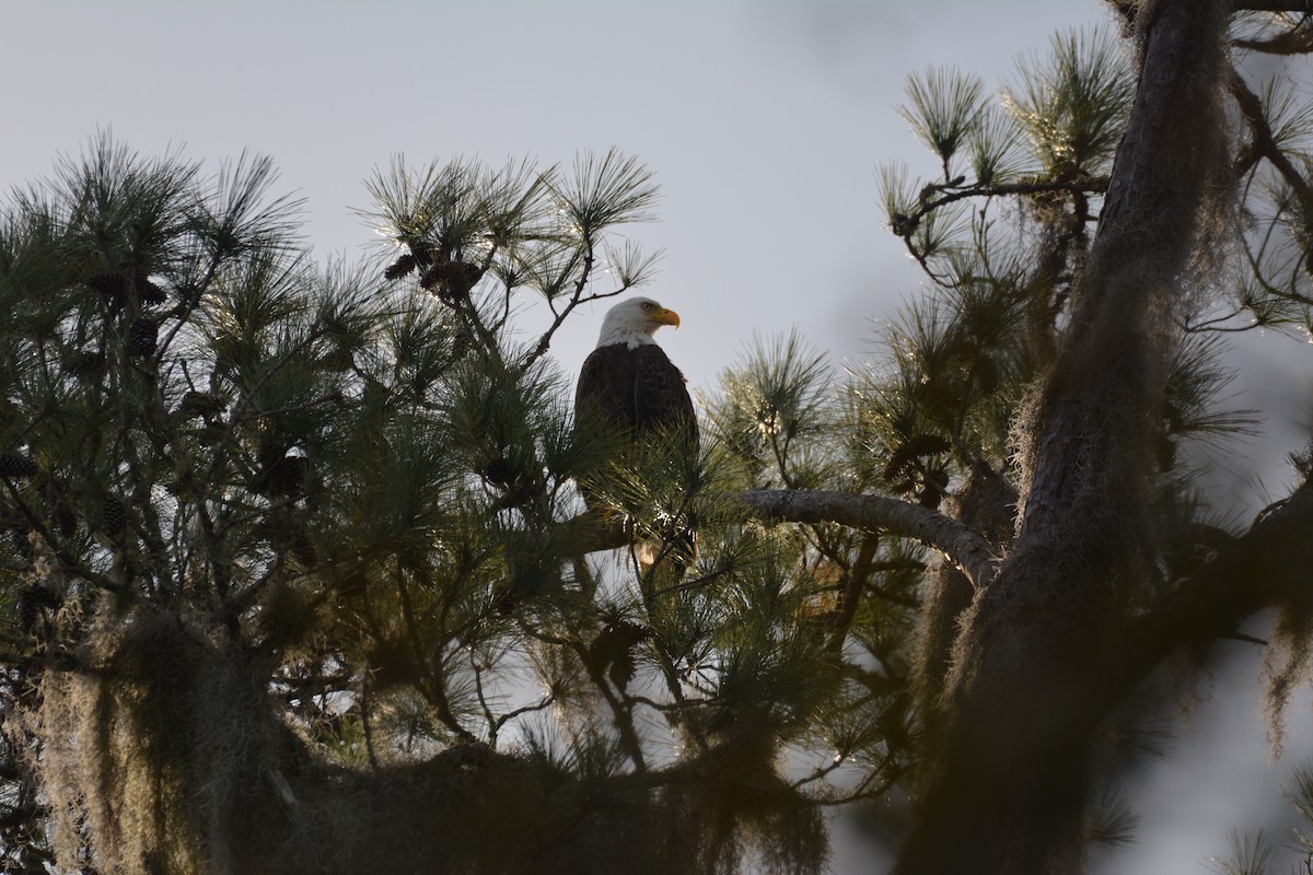 Bald Eagle - ML295170671