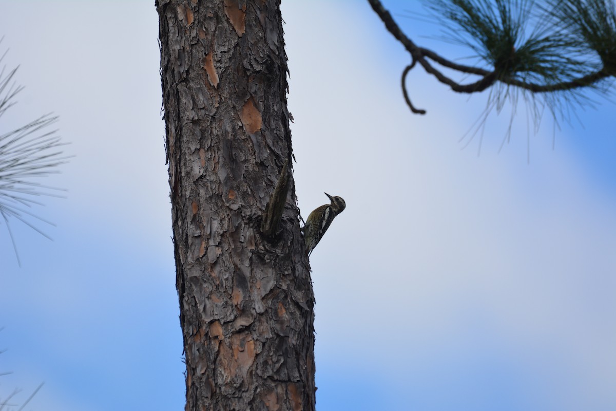 Yellow-bellied Sapsucker - ML295170721