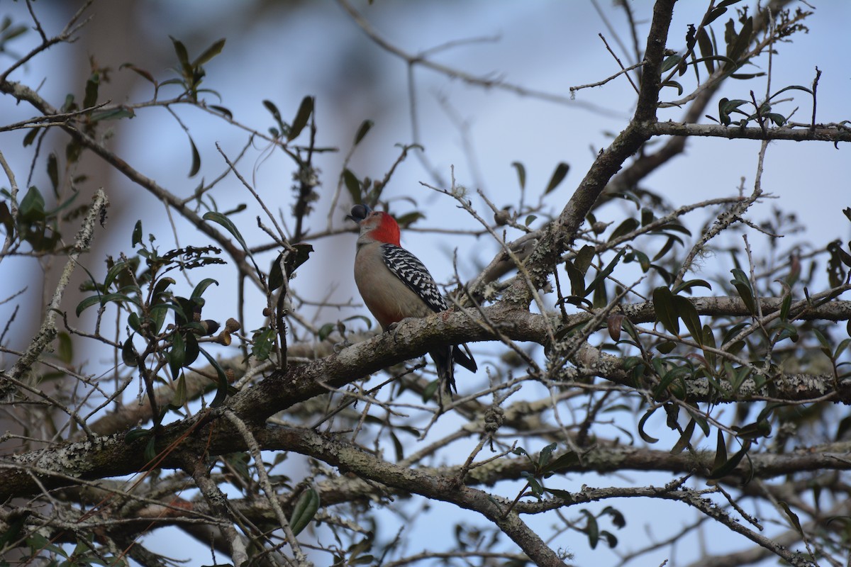 Red-bellied Woodpecker - ML295170981