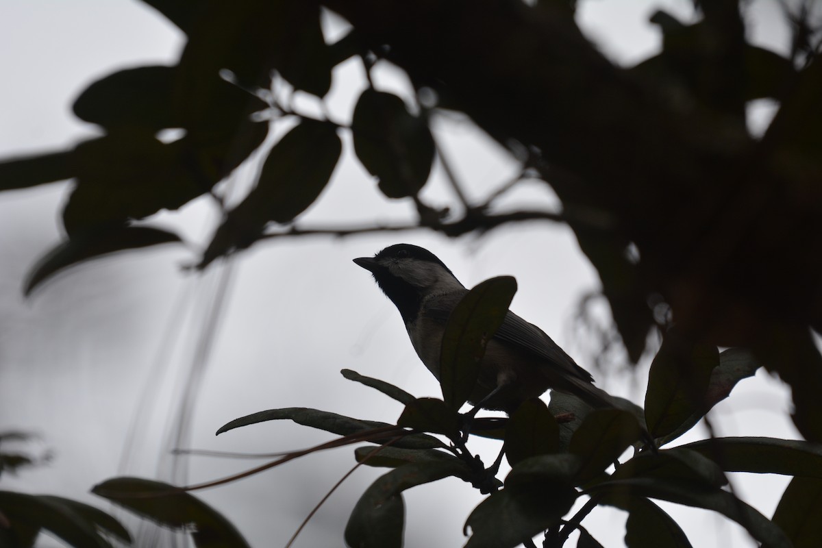 Carolina Chickadee - ML295171031