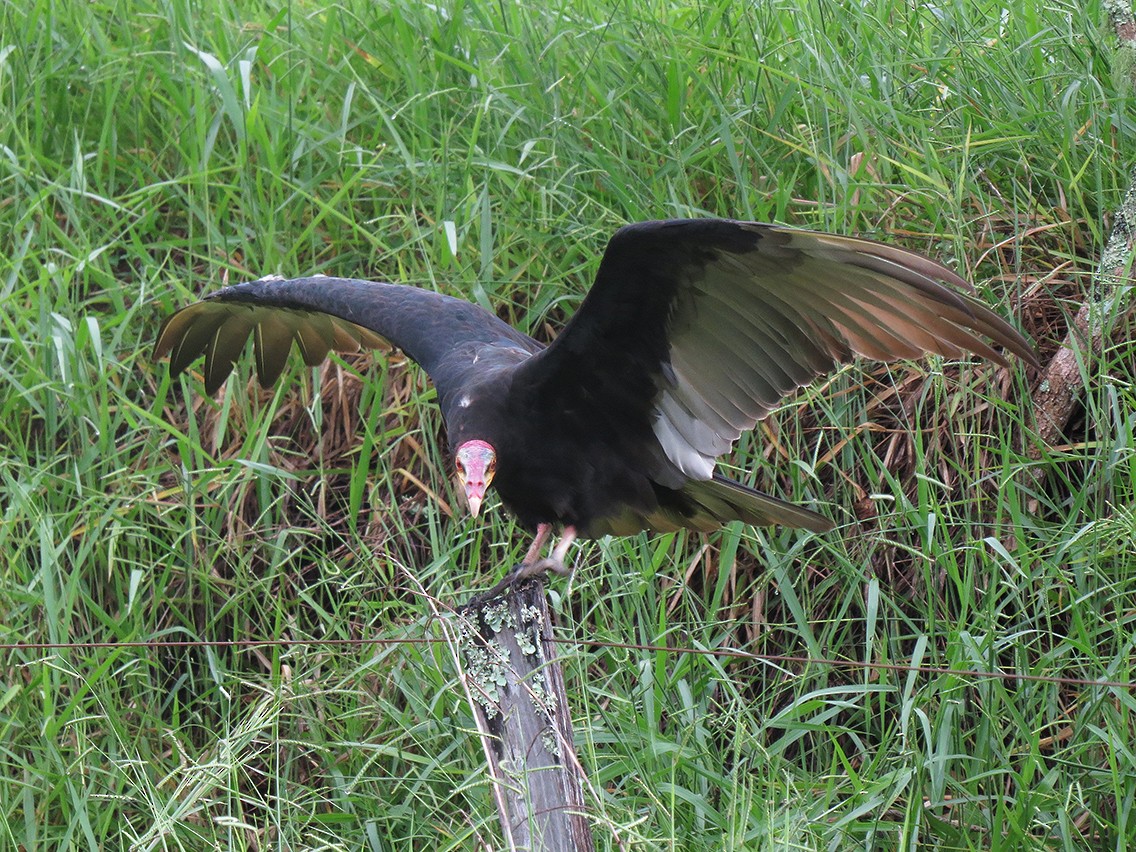 Lesser Yellow-headed Vulture - ML295171071