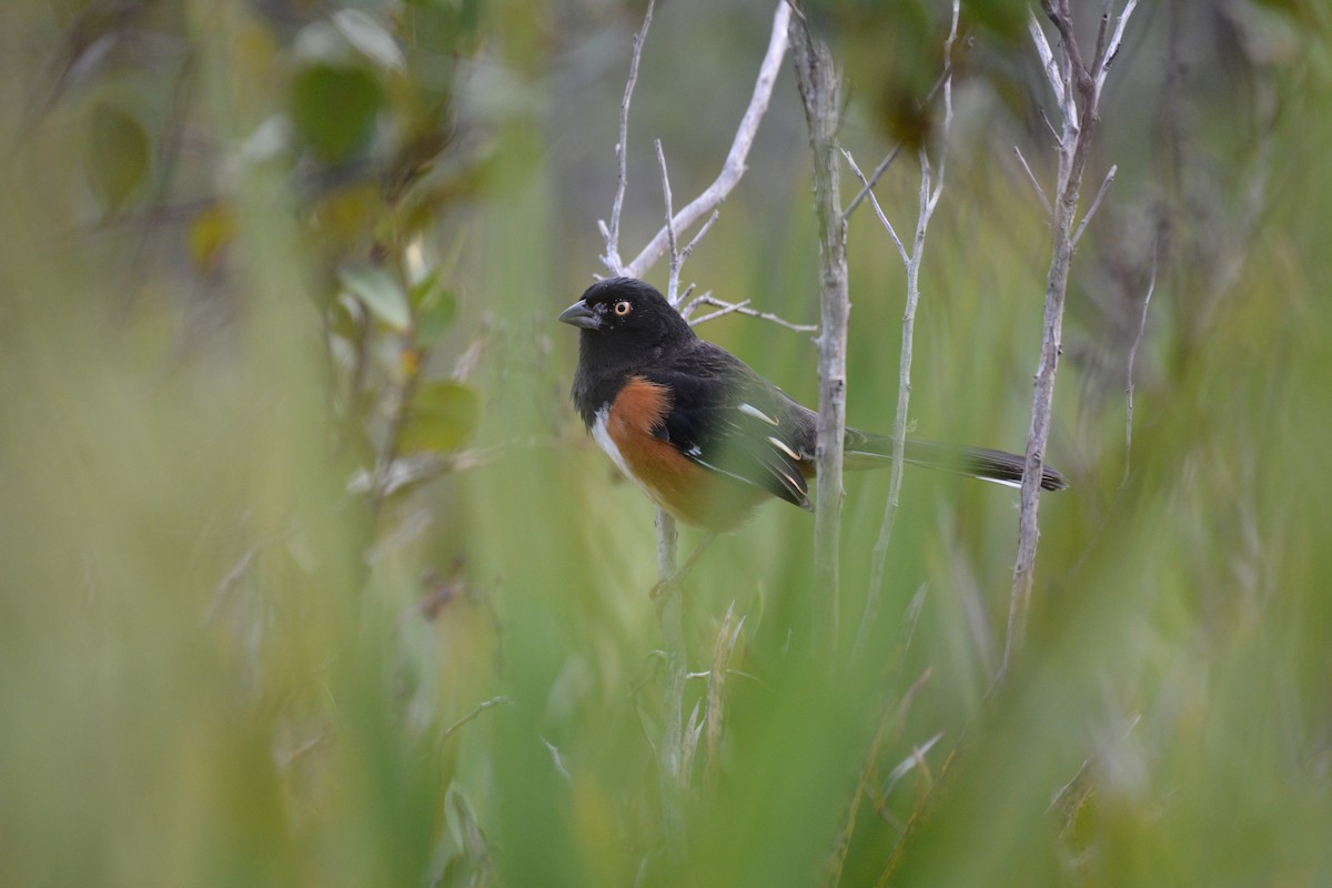 Eastern Towhee - ML295171241