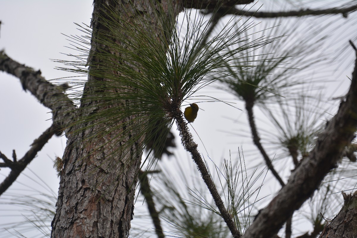 Pine Warbler - ML295171301