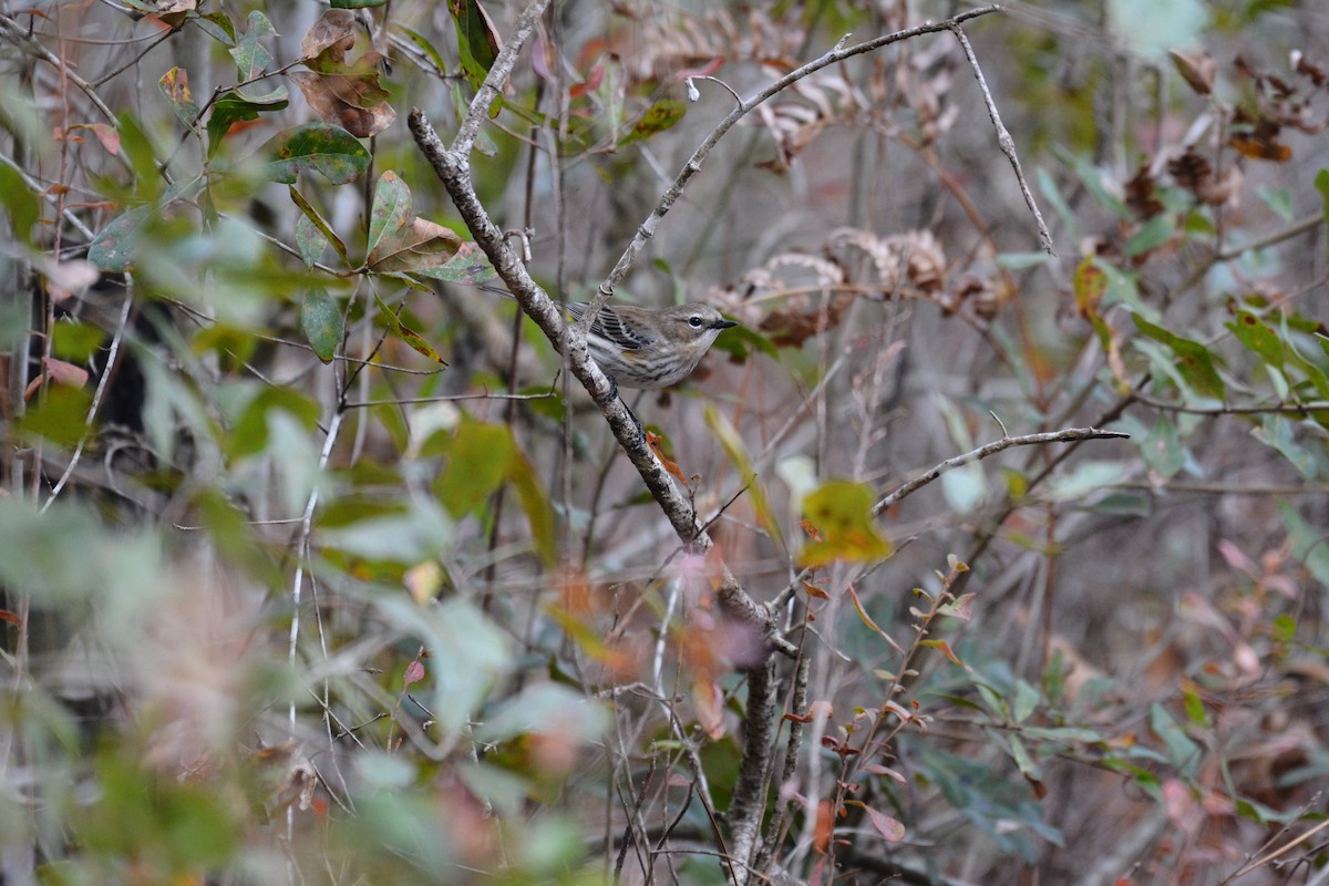 Yellow-rumped Warbler - ML295171351