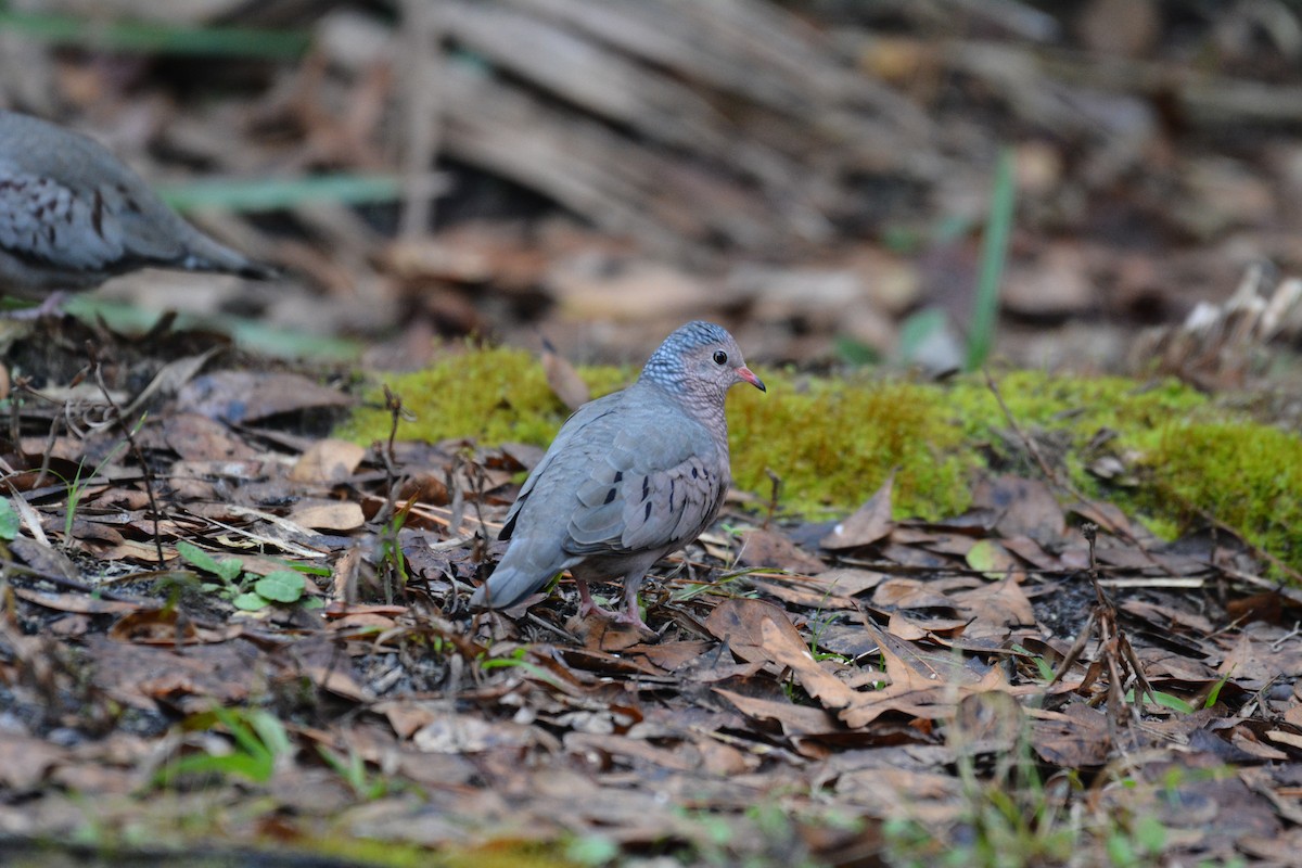 Common Ground Dove - ML295172701