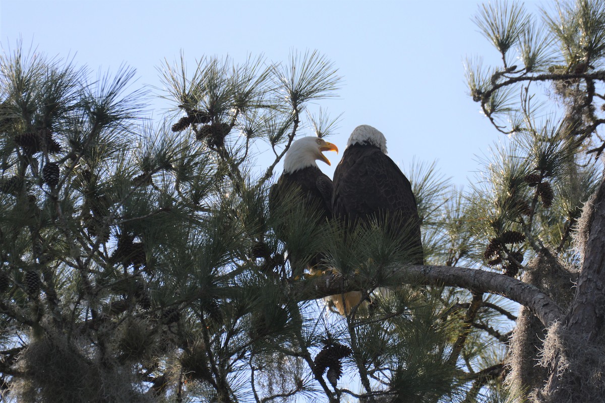 Bald Eagle - ML295172771