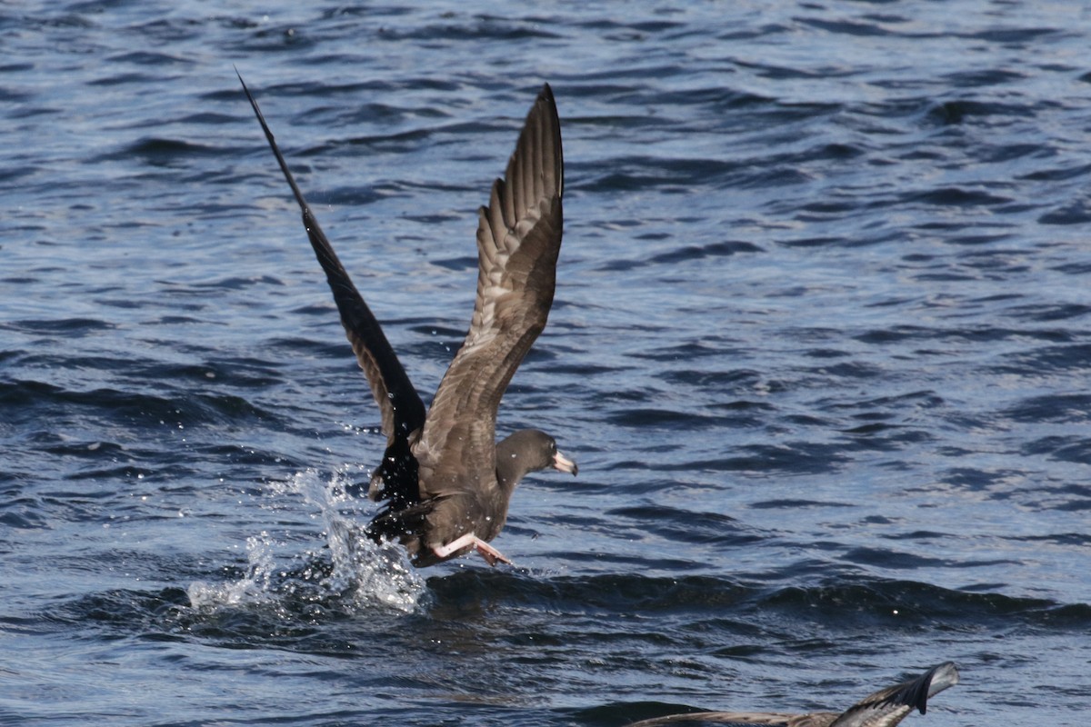 Flesh-footed Shearwater - ML295173761
