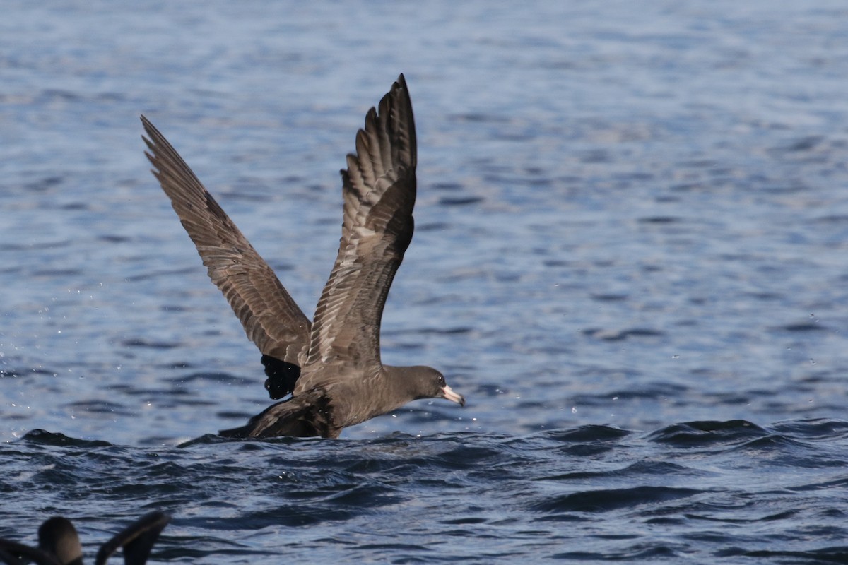 Flesh-footed Shearwater - ML295173931