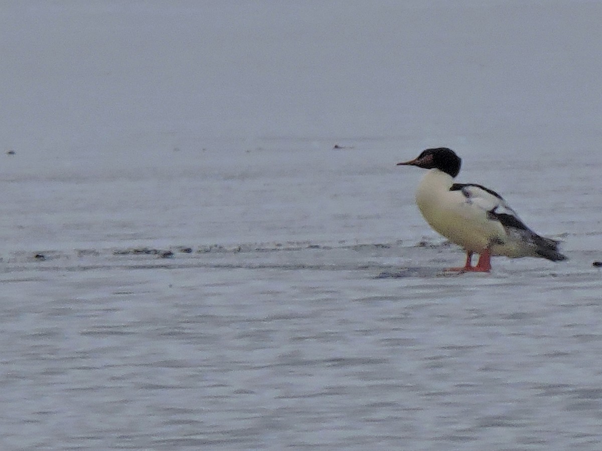 Common Merganser - ML295174371