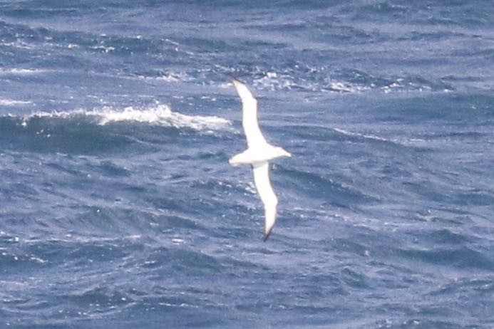 White-capped Albatross - ML295174801