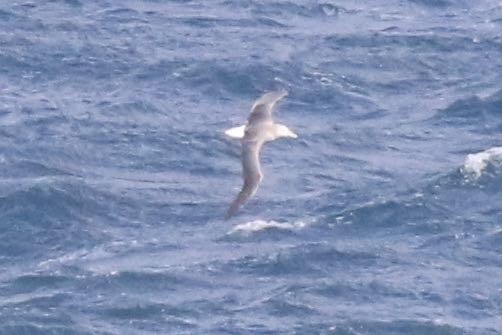 White-capped Albatross - ML295174981