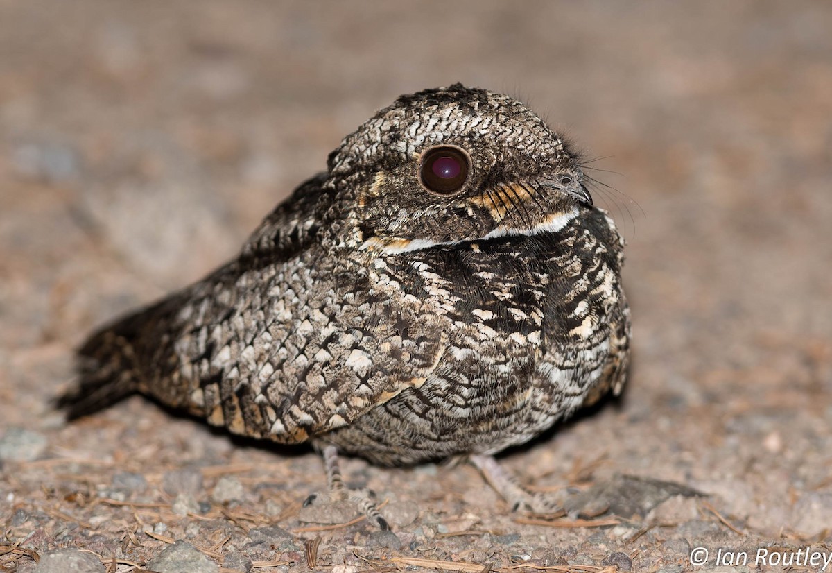 Common Poorwill - ML29517541