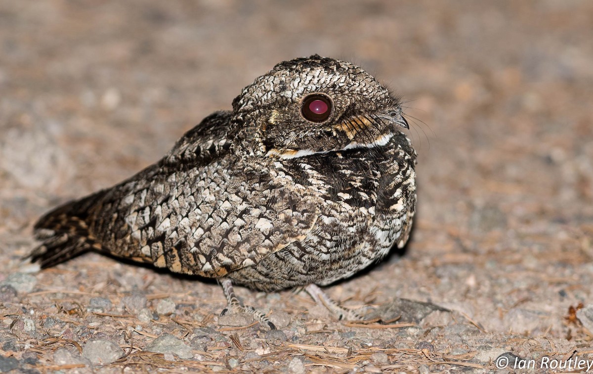 Common Poorwill - ML29517551