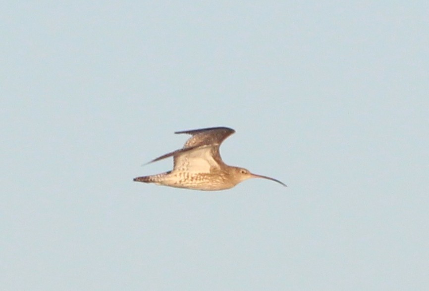 Eurasian Curlew - Nelson Fonseca