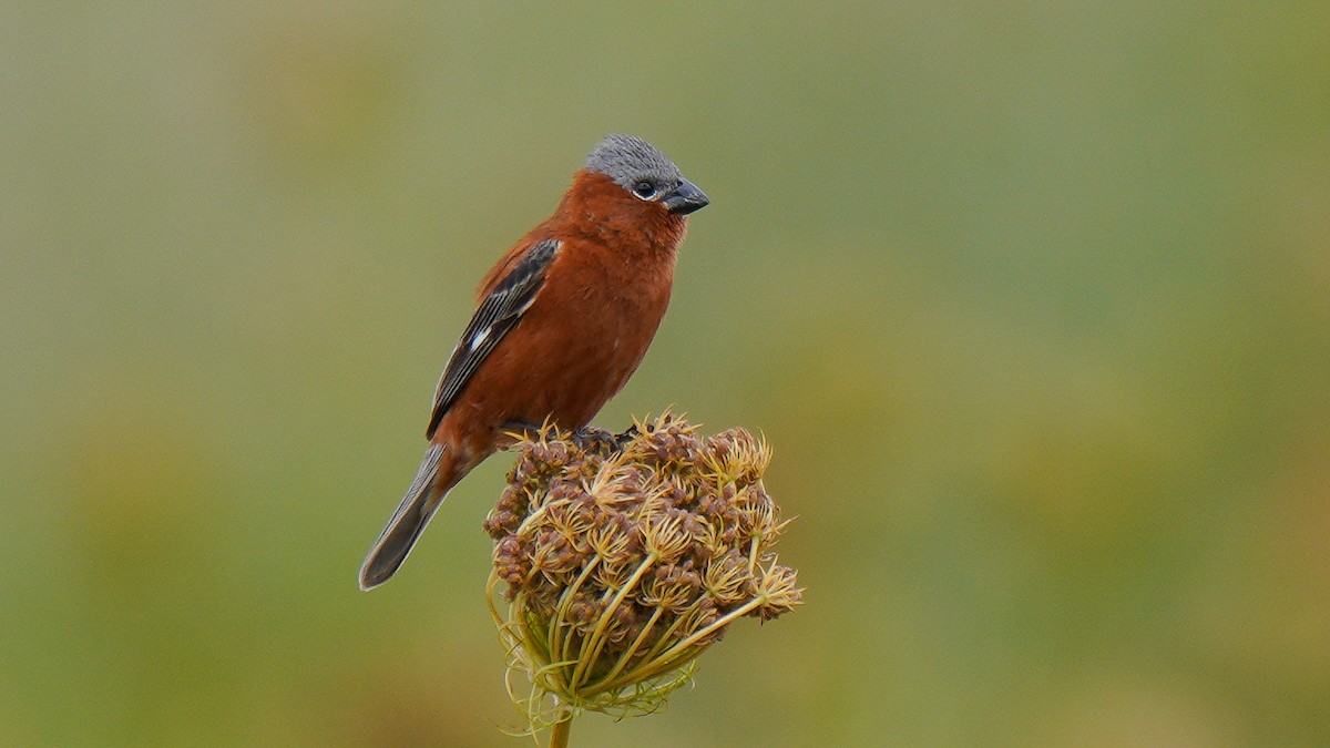 Chestnut Seedeater - Luis Piñeyrua