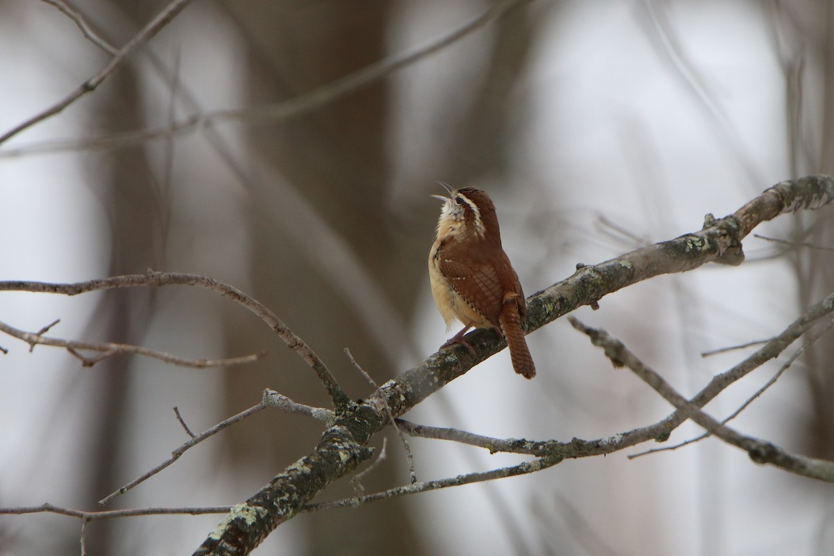 Carolina Wren - Sandy C