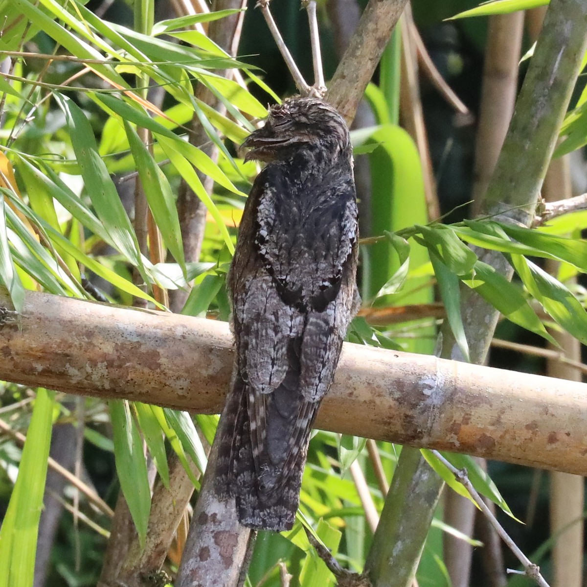 Common Potoo - ML295182561