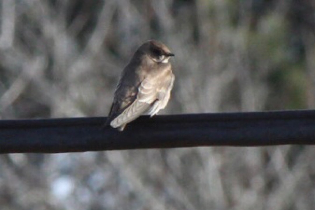 Northern Rough-winged Swallow - Mark Pellegri