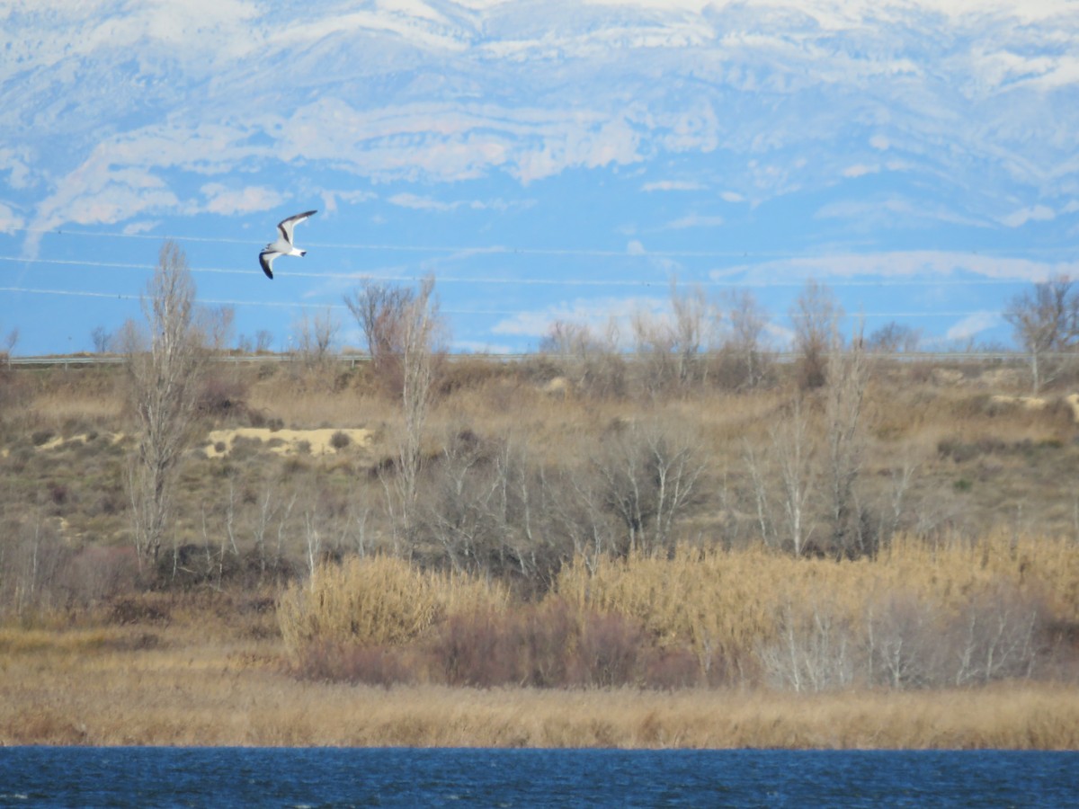 Mouette pygmée - ML295186271